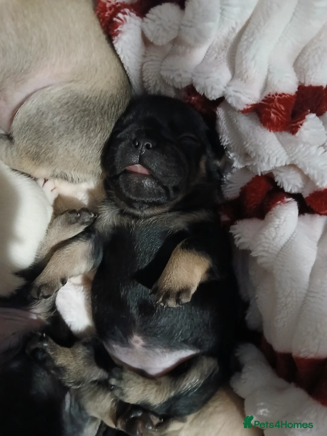 French Bulldog dogs for sale: Gorgeous frenchie pups - Advert 5