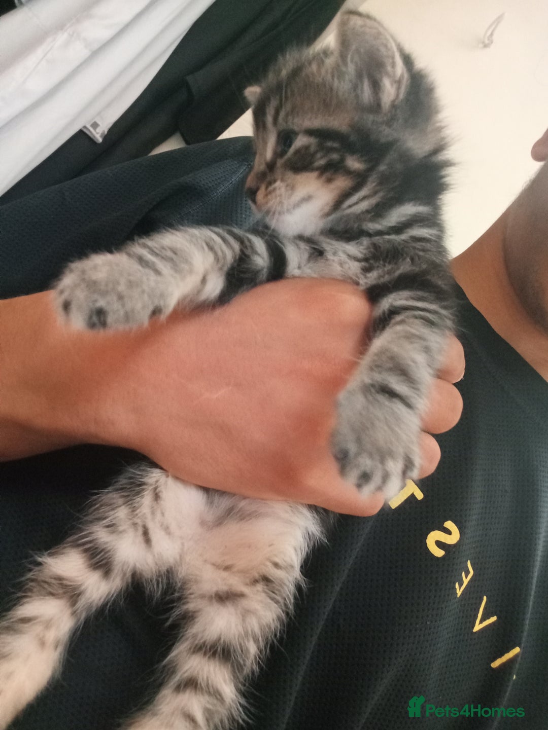 British Shorthair cats for sale: Shosho - Image 2