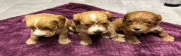 Cockapoo dogs for sale: Beautiful cockapoos in Axbridge - Advert 14