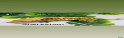 Gecko reptiles for sale: Mixed crested geckos  - Advert 6