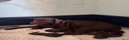 Labrador Retriever dogs for sale: Chocolate Labrador Bitch Puppies in Evesham - Advert 2