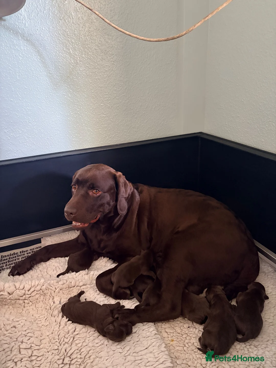 Labrador Retriever dogs for sale: Chocolate Labrador Bitch Puppies in Evesham - Advert 2