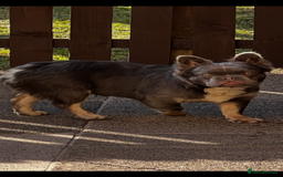 French Bulldog dogs for sale: Fluffy french bulldog  - Image 4