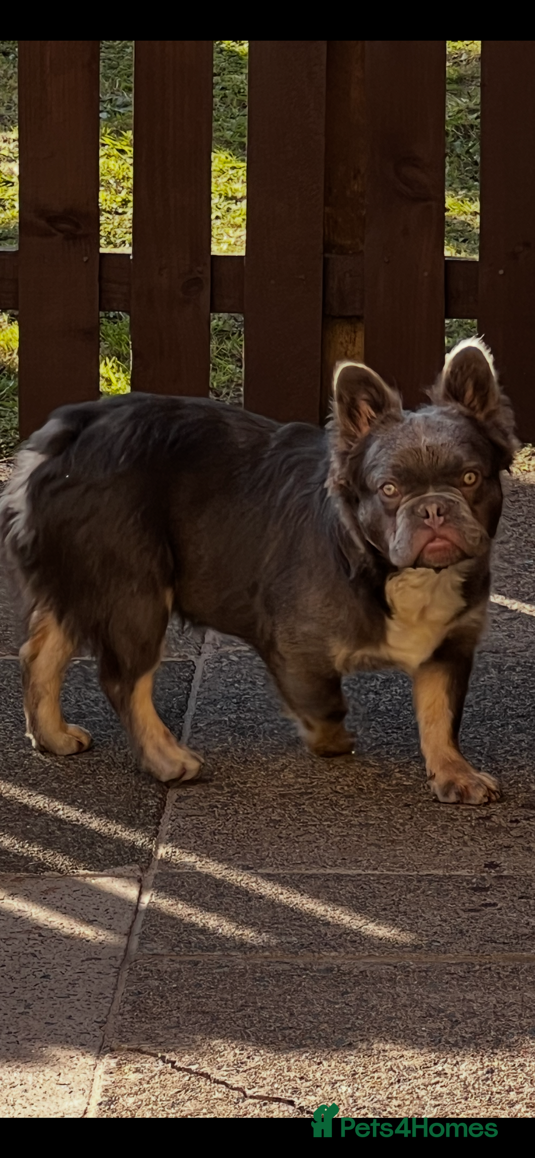 French Bulldog dogs for sale: Fluffy french bulldog  - Image 4