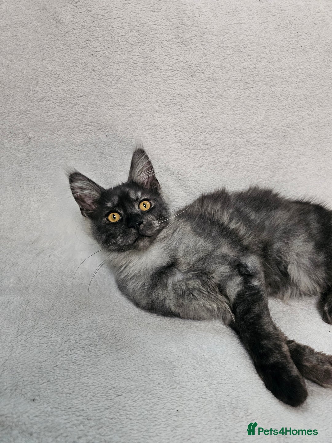 Maine Coon cats for sale: Black Smoke Kittens - Advert 16