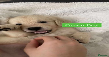 Golden Retriever dogs - Advert 13