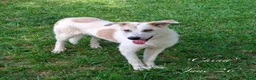 Mixed Breed dogs for adoption: China. 6 months approx. Available for adoption. in Brixham - Advert 1