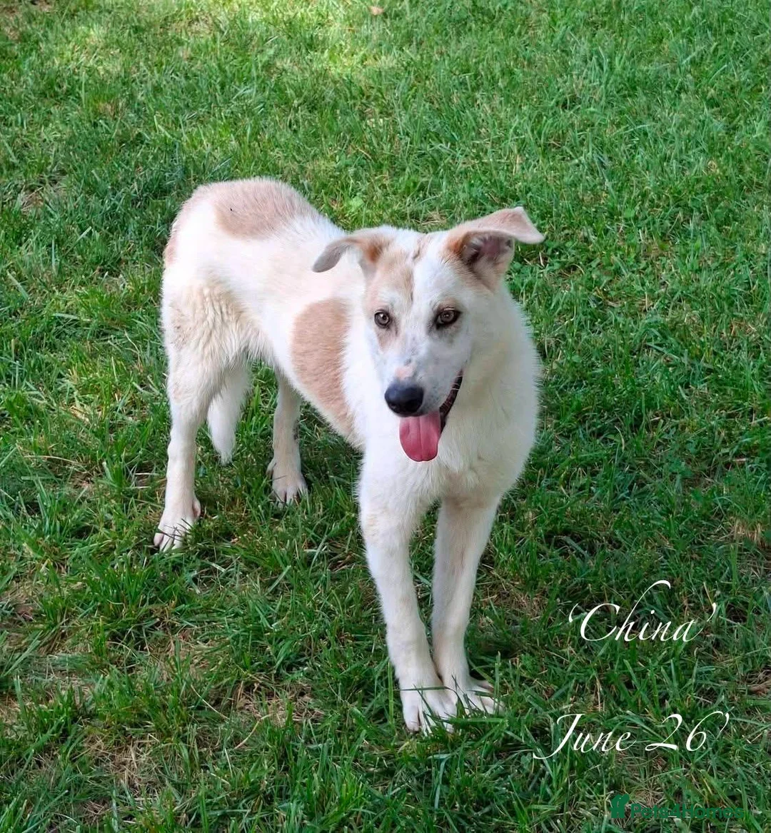 Mixed Breed dogs for adoption: China. 6 months approx. Available for adoption. in Brixham - Advert 1