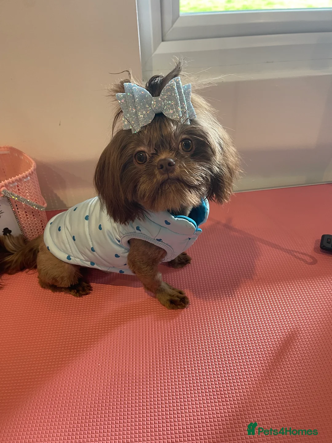 Shih Tzu dogs for stud: STUNNING CHOCOLATE IMPERIAL SHIHTZU OPEN AT STUD in Grays - Advert 19