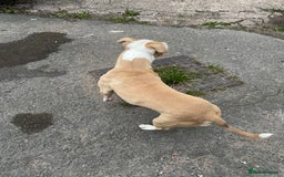 Mixed Breed dogs for sale: Staffs x - Image 4