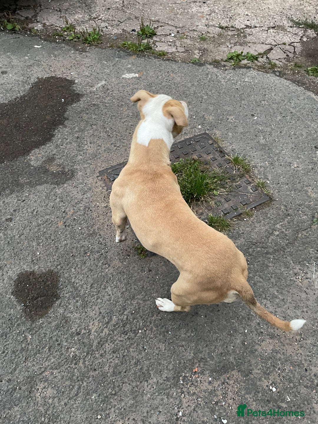 Mixed Breed dogs for sale: Staffs x - Image 4