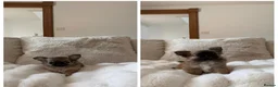 Chihuahua dogs for sale: Beautiful tiny longcoat chihuahuas ready now!  - Advert 1