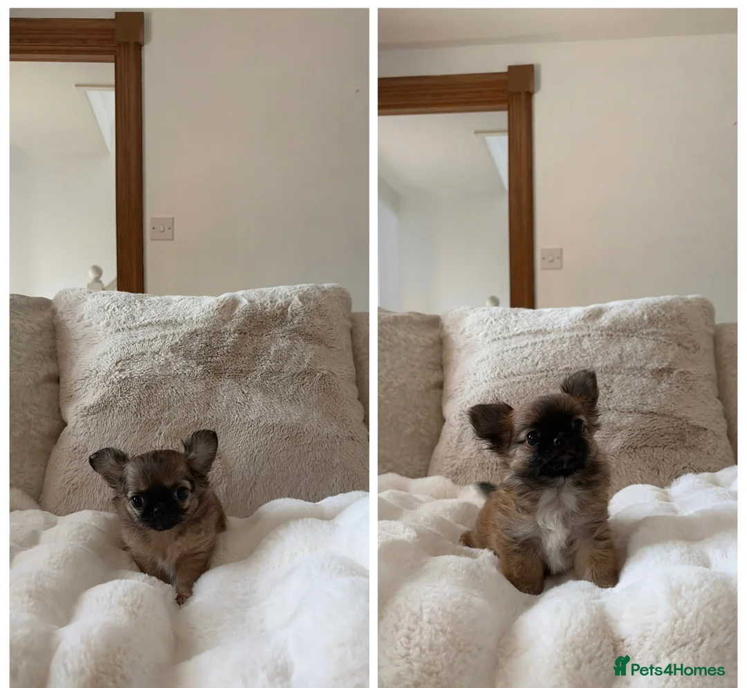 Chihuahua dogs for sale: Beautiful tiny longcoat chihuahuas ready now!  - Advert 1