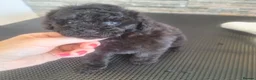 Toy Poodle dogs for sale: Black toy poodles from beautiful parents in Montrose - Advert 2