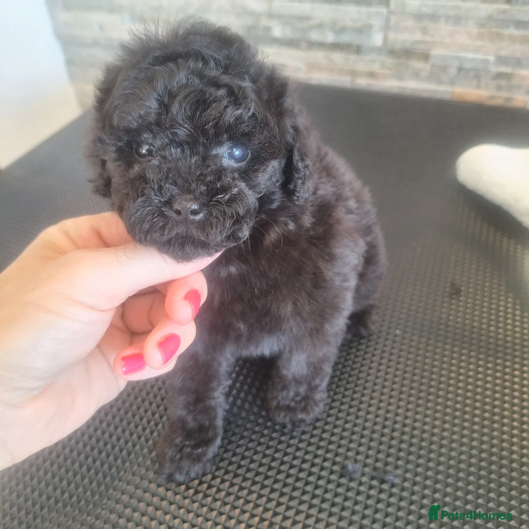 Toy Poodle dogs for sale: Black toy poodles from beautiful parents in Montrose - Advert 2
