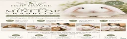 Mini Lop rabbits for sale: Beautiful mini lops for sale  - Advert 5