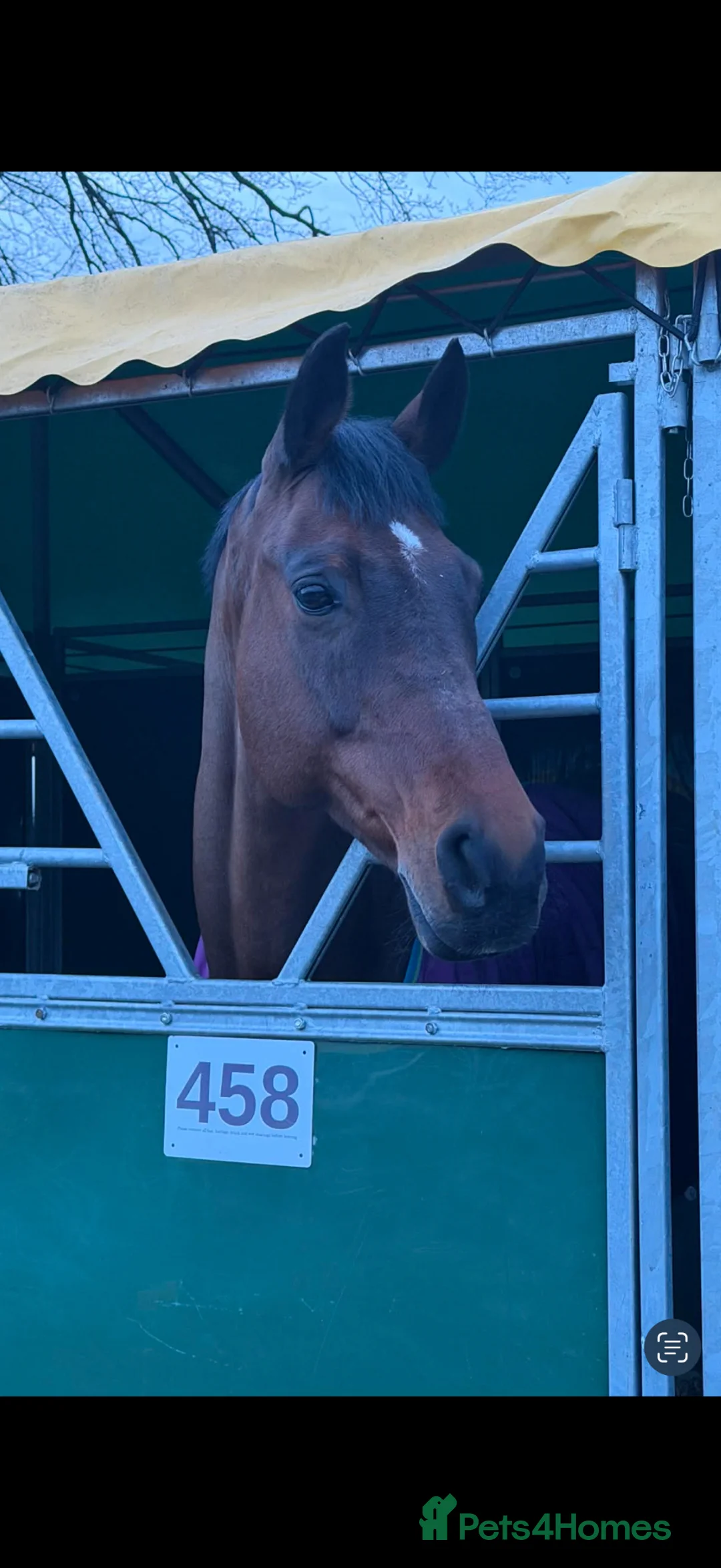 Irish Sports horses for sale: Classy Allrounder with a super CV - Advert 2