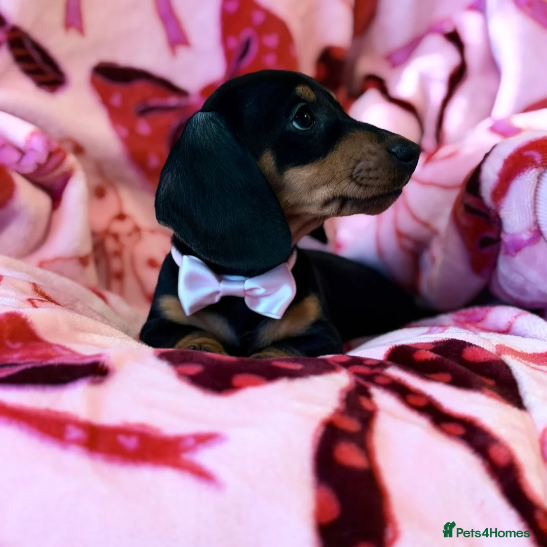Miniature Dachshund dogs for sale: 💜🎀 FINAL GIRL REDUCED!!! 🎀💜 - Advert 6