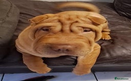 Shar Pei dogs for sale: Shar pei puppies 3 months old  - Advert 1