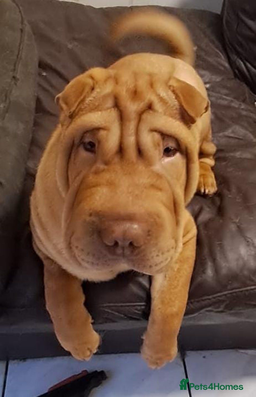 Shar Pei dogs for sale: Shar pei puppies 3 months old  - Advert 1