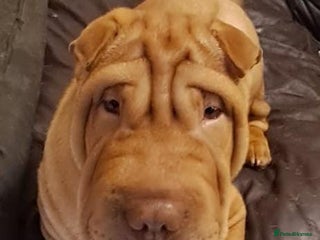 Shar Pei dogs Shar pei puppies 3 months old - Advert 2