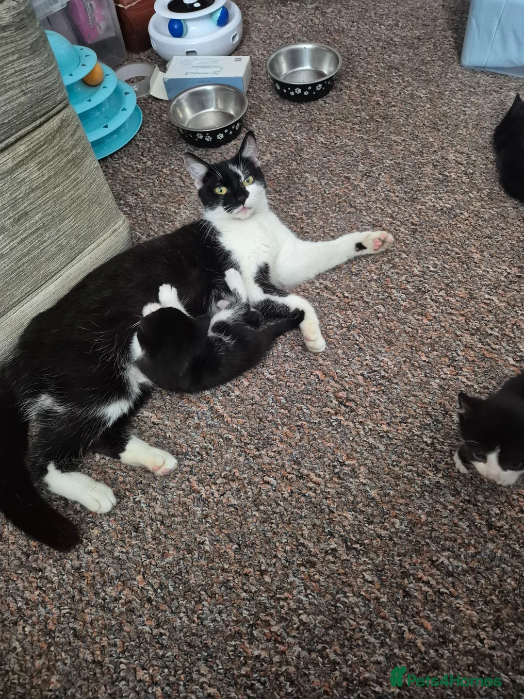 Mixed Breed cats for sale: Lorraine  in Tipton - Advert 2