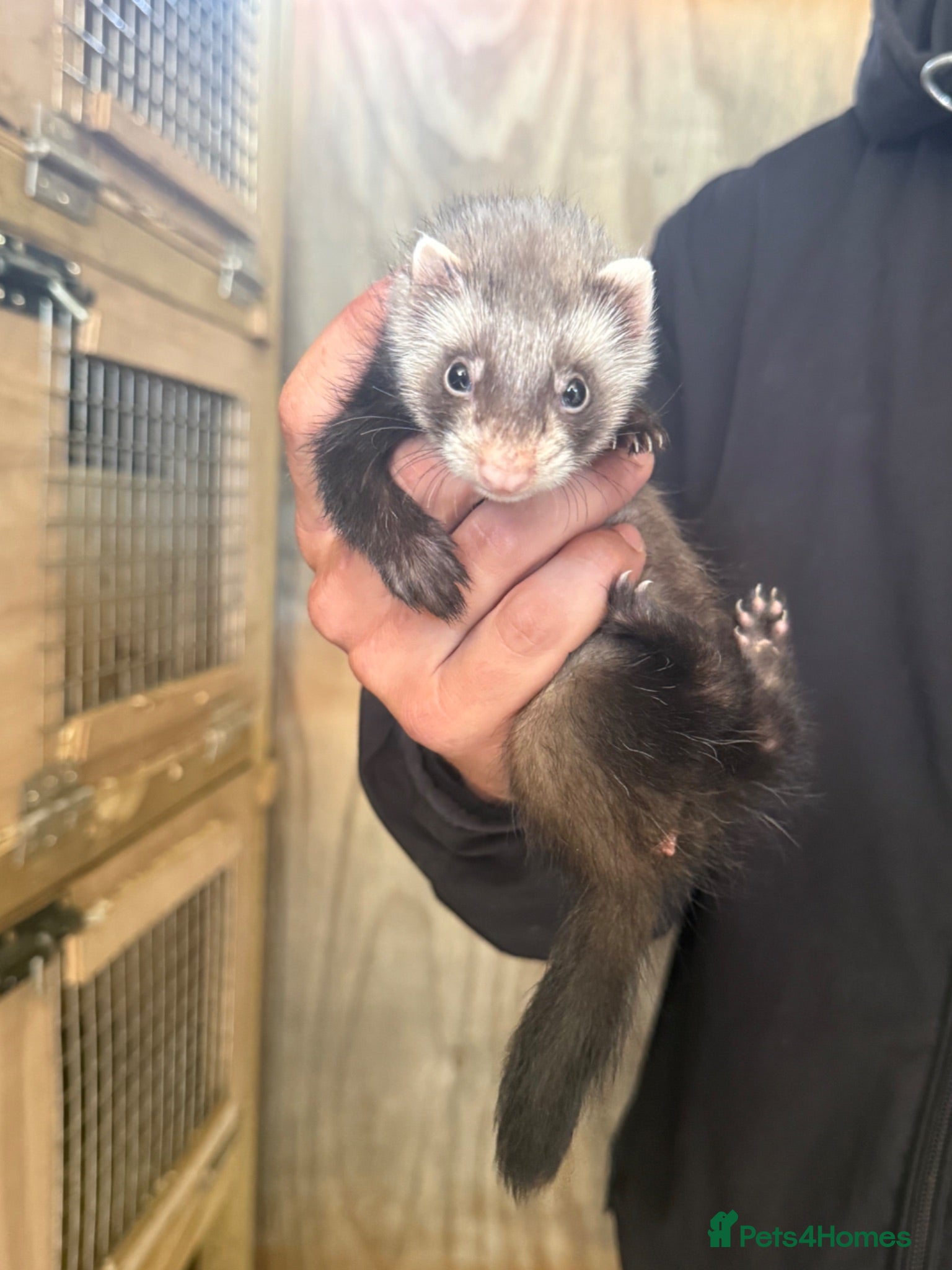 Ferret rodents Half micro semi angora kits - Advert 1