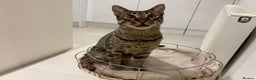 Savannah cats for sale: Super affectionate F6 SBT Savannah boy - Advert 15