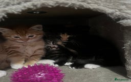 Mixed Breed cats for sale: Kittens for sale  - Image 6