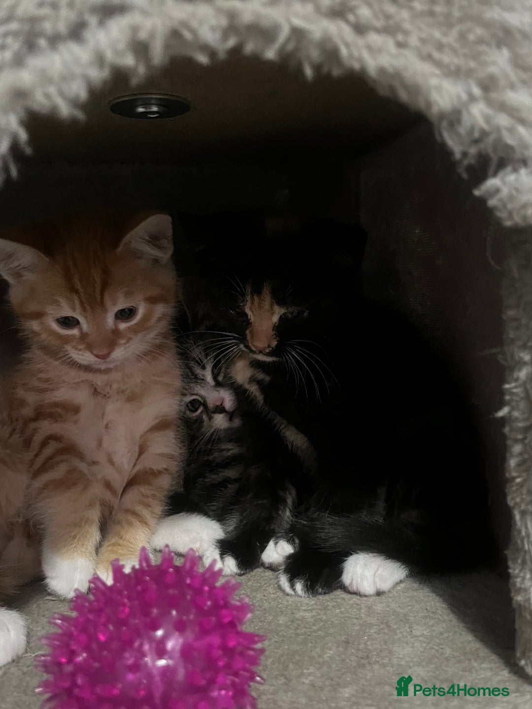 Mixed Breed cats for sale: Kittens for sale  - Image 6