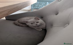 British Shorthair cats for sale: Two remaining British blue shorthair kittens  - Image 7