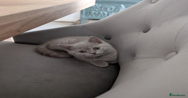 British Shorthair cats - Advert 12