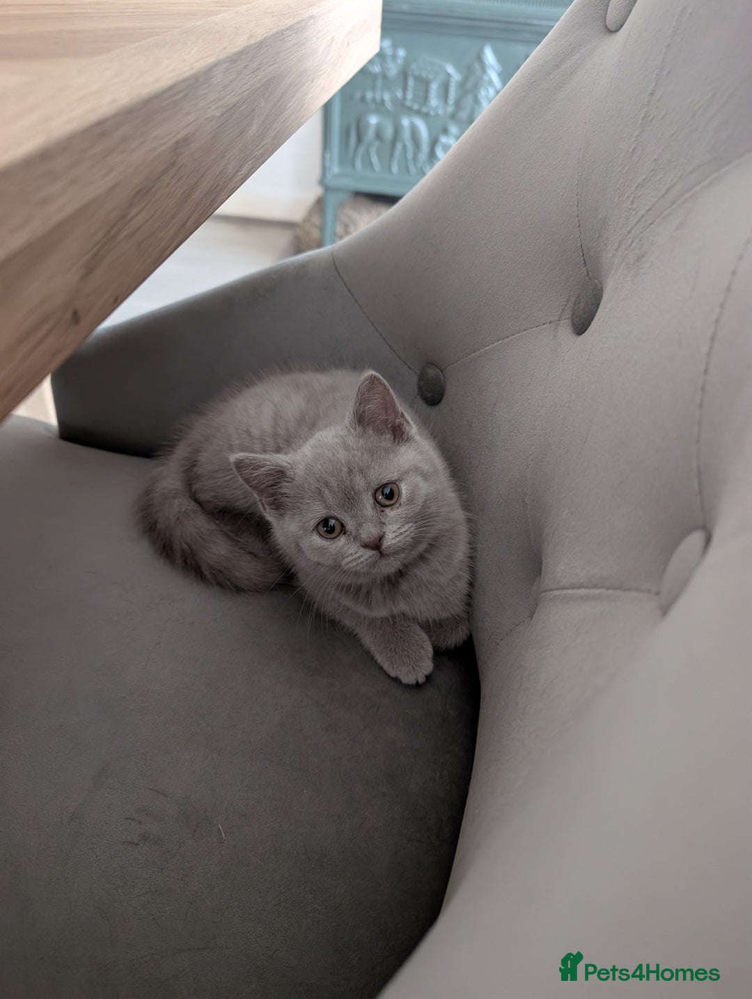 British Shorthair cats for sale: Two remaining British blue shorthair kittens  - Image 7