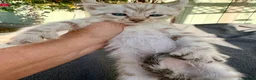 Keetso cats for sale: Awesome litter of polydactyl snow leopard Keetsos  - Advert 12