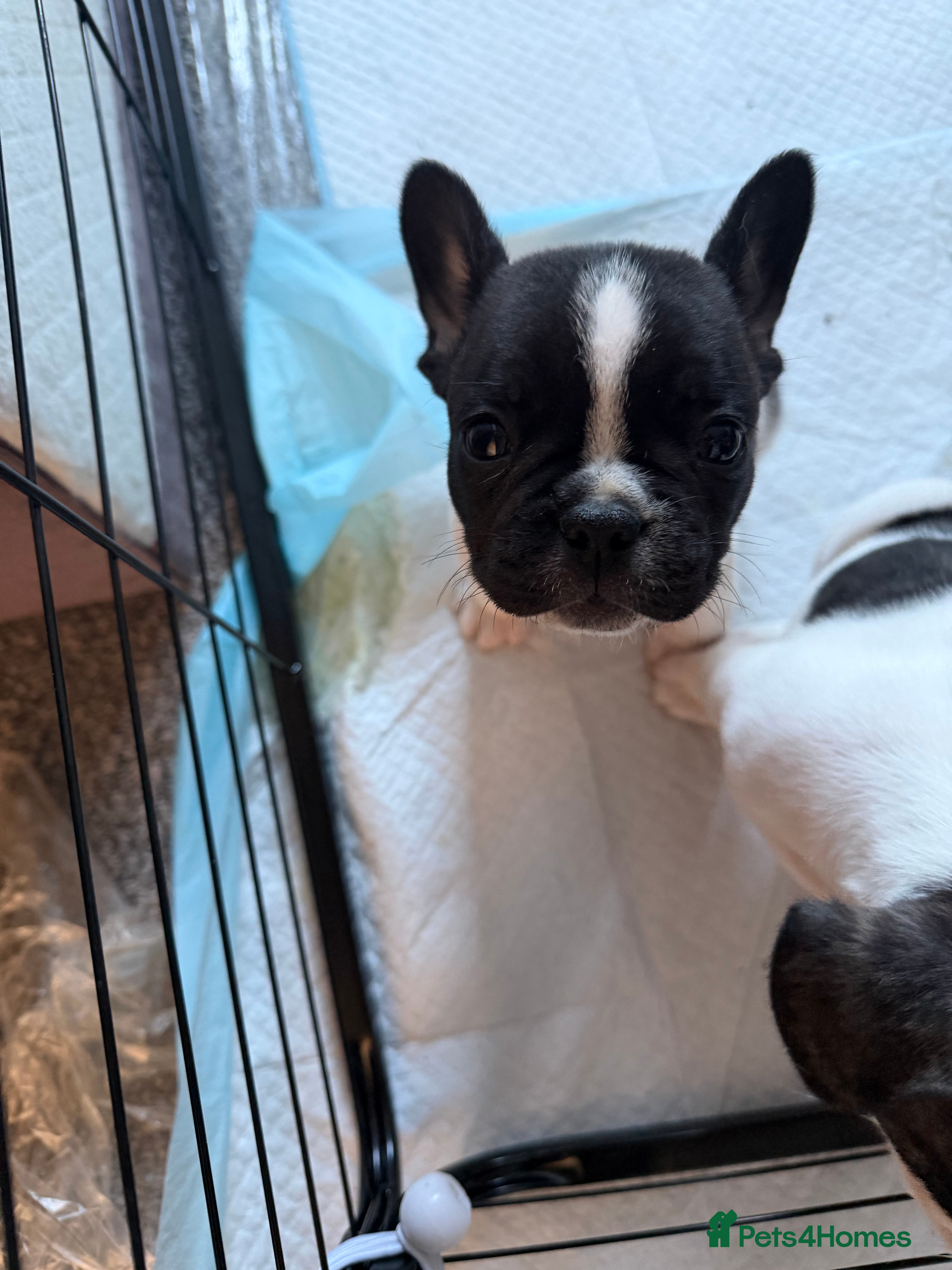 French Bulldog dogs Puppys  - Advert 18