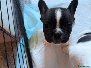 French Bulldog dogs Puppys - Advert 18