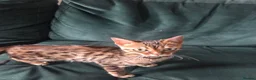 Bengal cats for sale: Female Bengal  - Advert 12