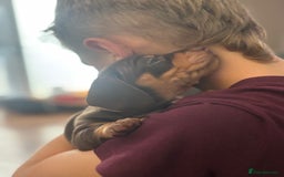 Miniature Dachshund dogs for sale: Beautiful KC Reg Miniature Dachshund Pups - Image 11