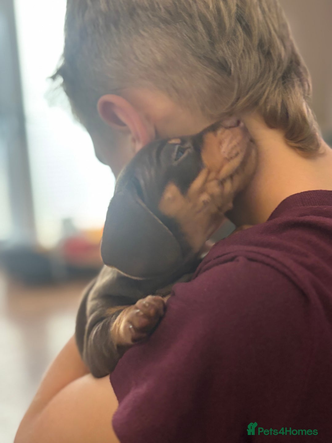Miniature Dachshund dogs for sale: Beautiful KC Reg Miniature Dachshund Pups - Image 11