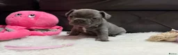 French Bulldog dogs for sale: 🐾 Outstanding litter of 6 🐾 - Advert 38