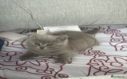 British Shorthair cats for sale: Adorable, Sweet, and Playful    - Image 5