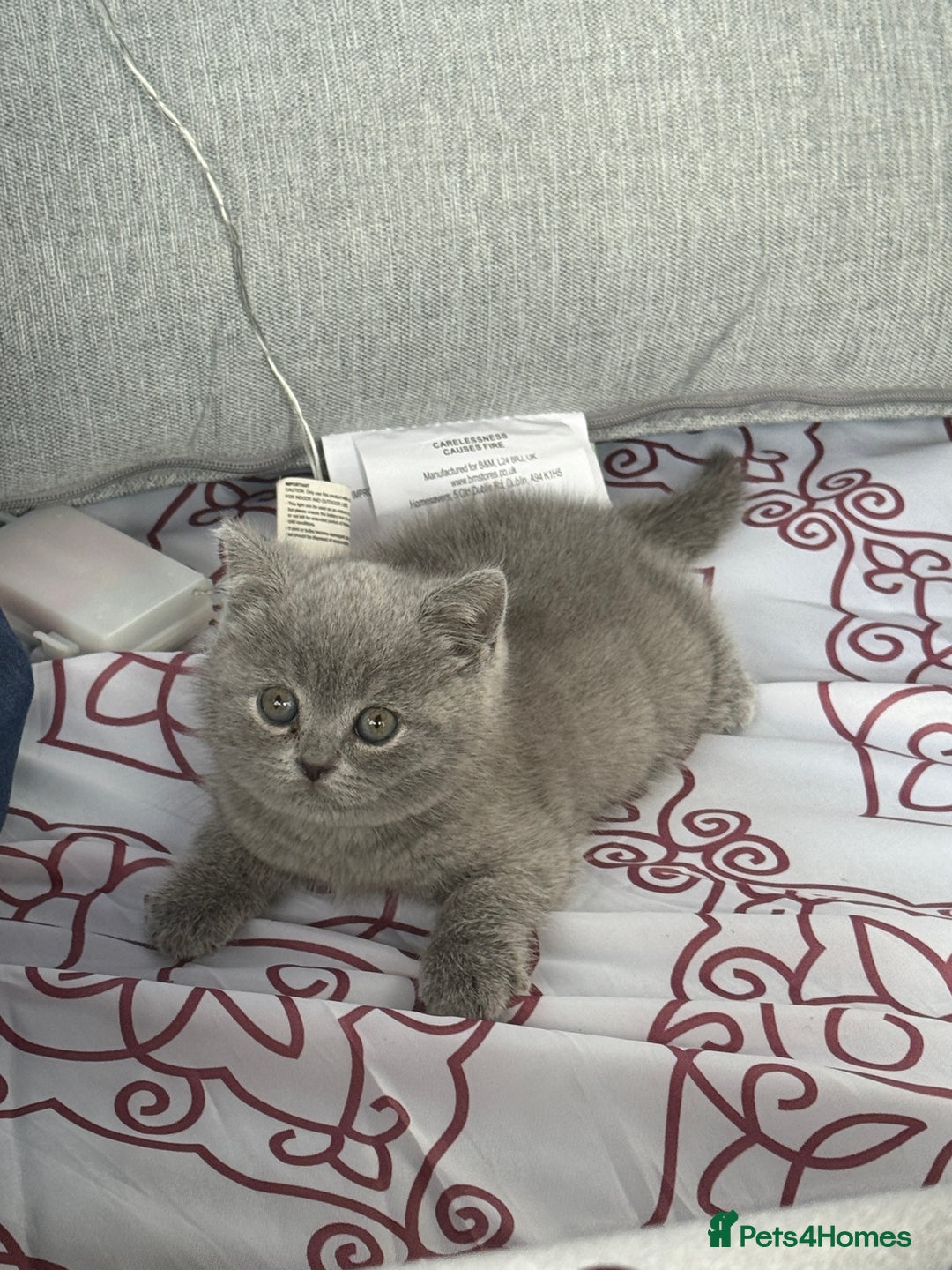 British Shorthair cats for sale: Adorable, Sweet, and Playful    - Image 5
