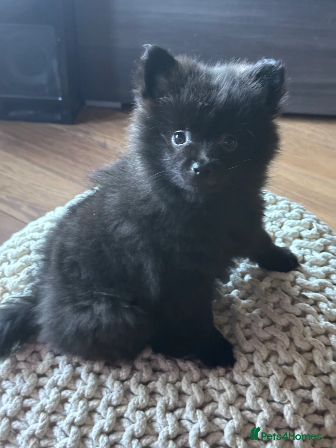 Pomeranian dogs for sale: Pomeranian puppies  - Advert 10