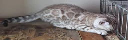 Bengal cats for sale: Bengals rare colours with clouded Leopard pattern - Advert 19
