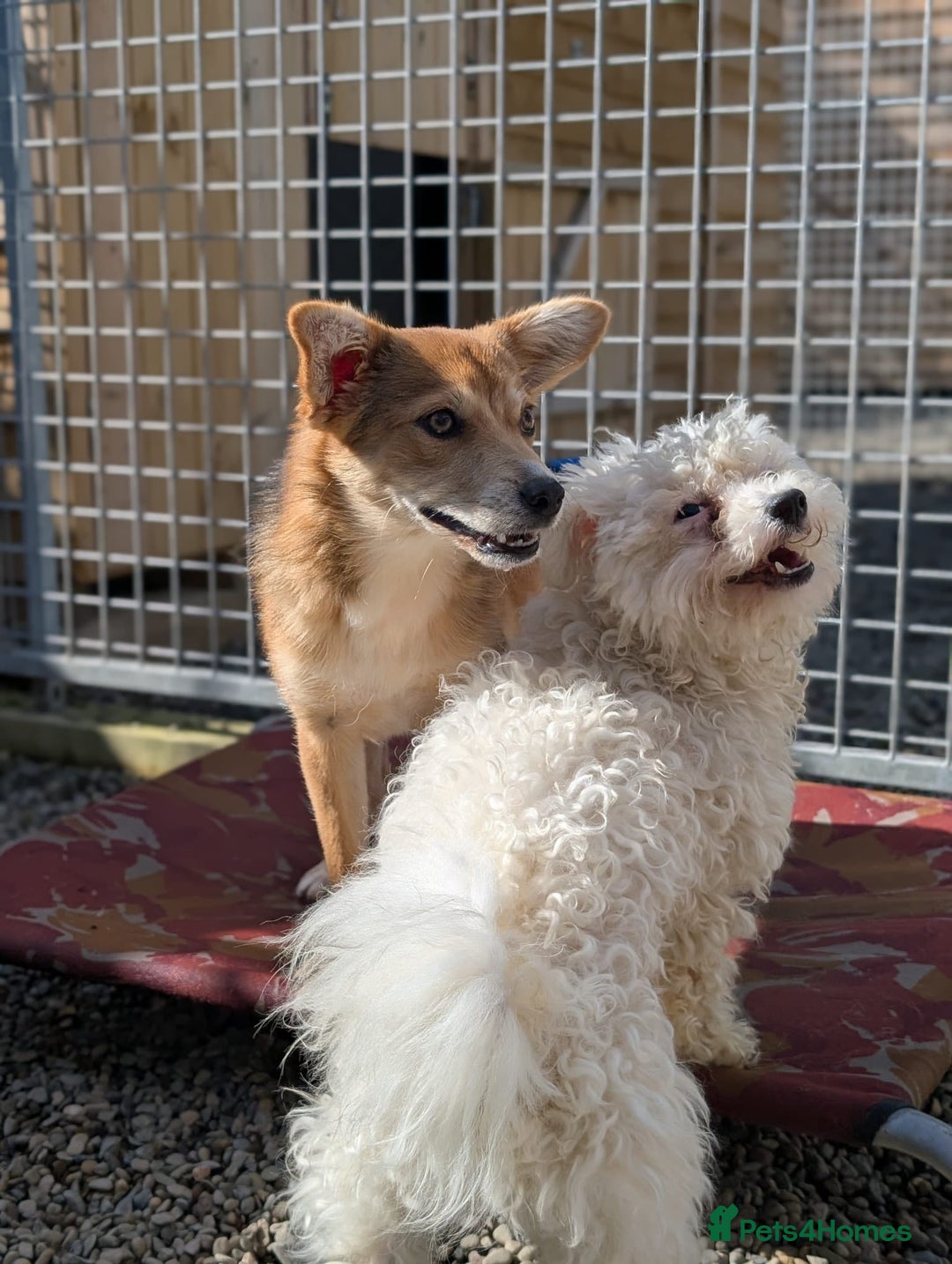 Mixed Breed dogs for adoption: Max - In Ayr Looking for a home  - Image 8