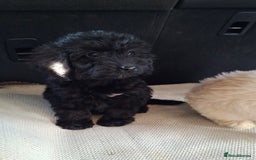 Sproodle dogs for sale: Gorgeous f1b sproodle pups, dna tests. - Image 17