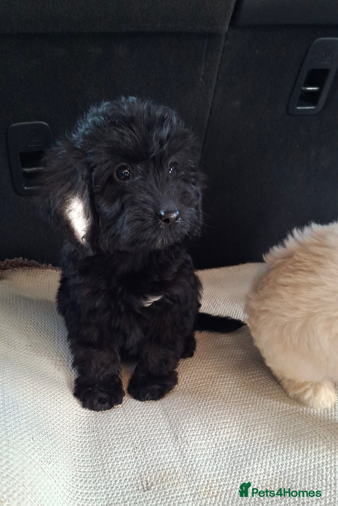 Sproodle dogs for sale: Gorgeous f1b sproodle pups, dna tests. - Image 17