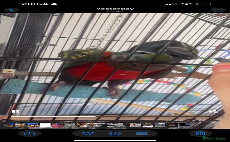 Conures birds - Advert 5