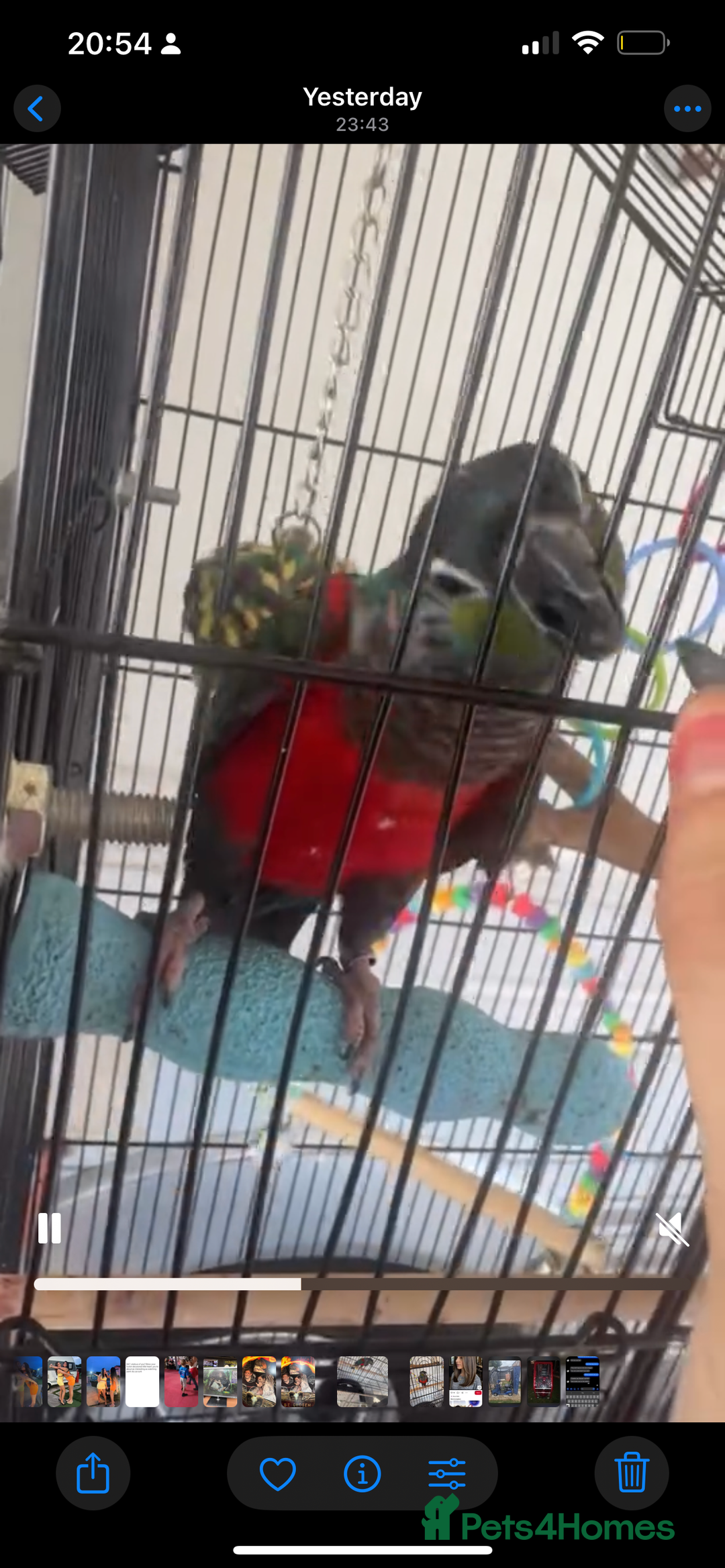 Conures birds for sale: KIWI conure  - Image 1