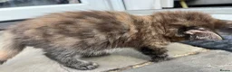 Maine Coon cats for sale: Beautiful Half Maine coon kittens  - Advert 19